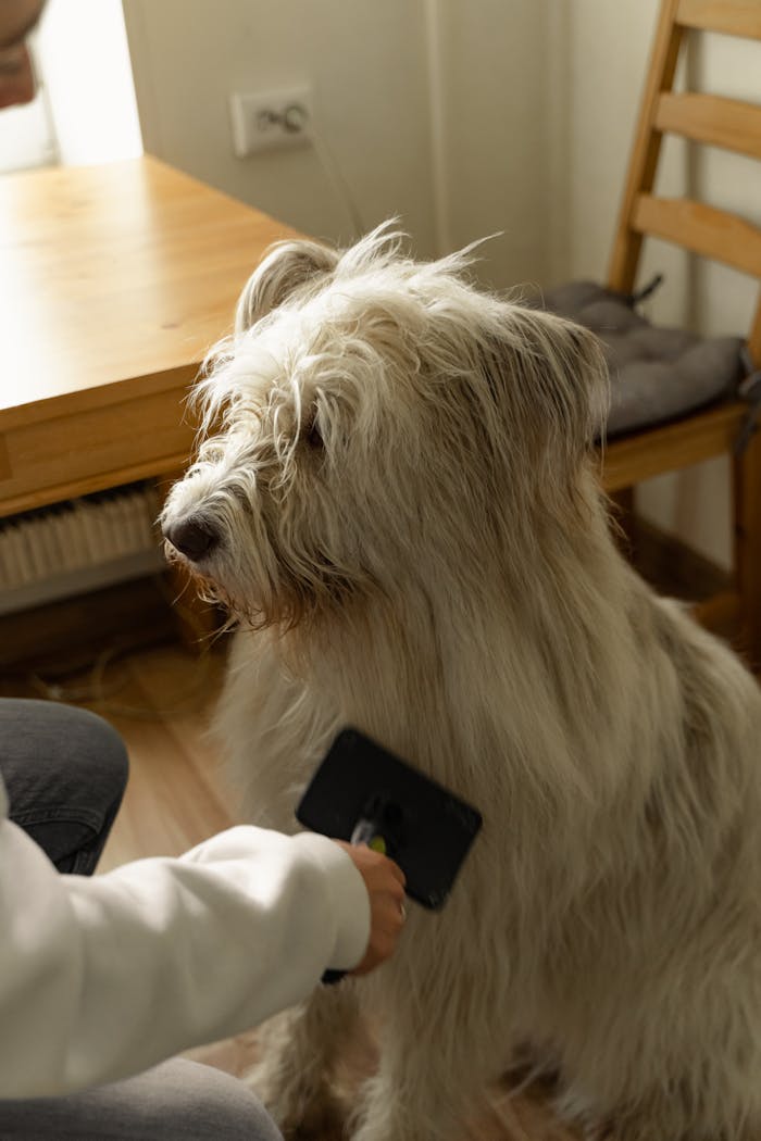 A furry dog being groomed indoors, highlighting pet care and grooming techniques.